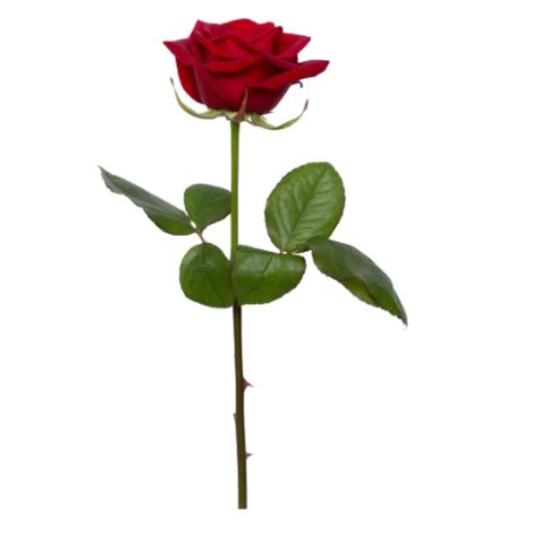 Single Red Rose 